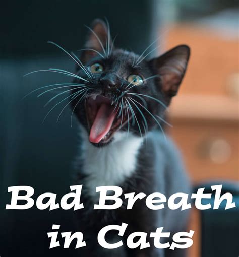 What Causes Really Bad Breath In Cats